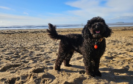 🐾 Top 5 Dog-Friendly Walks Around Brean